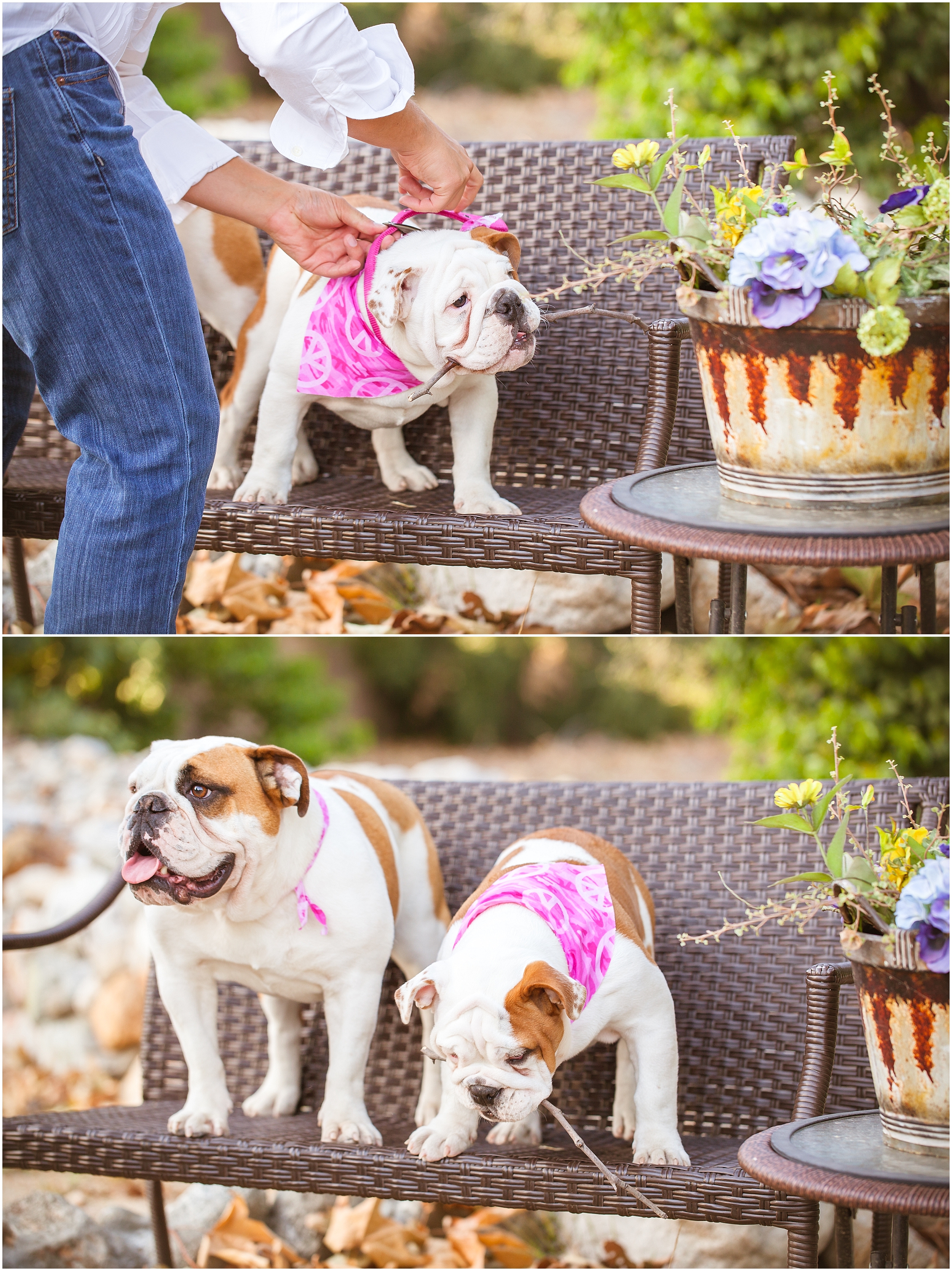 Couples Pet Session - https://brittneyhannonphotography.com