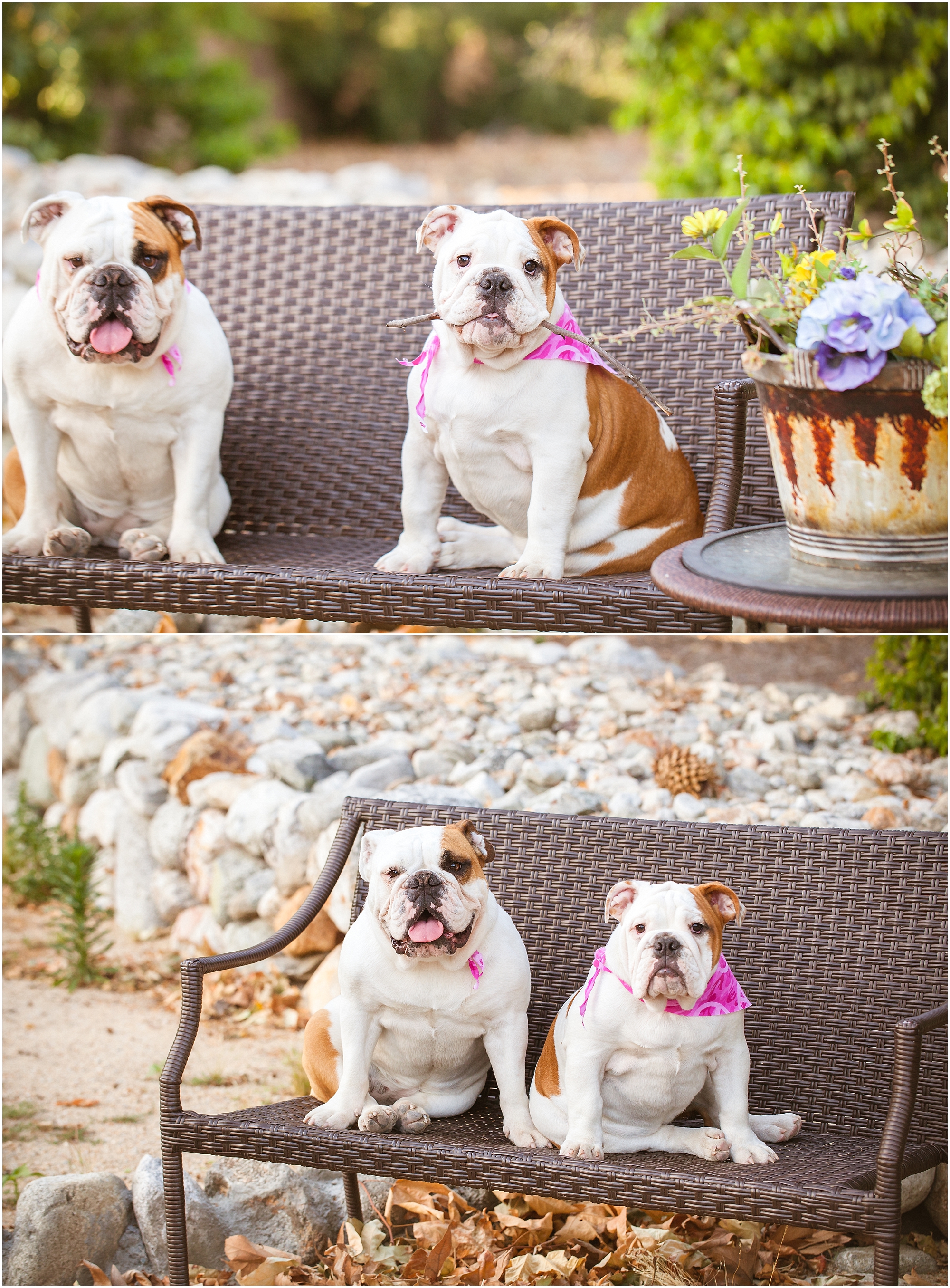 Couples Pet Session - https://brittneyhannonphotography.com